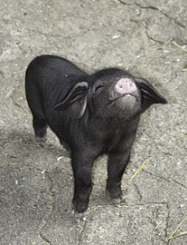 Tibetschwein-Ferkel im Tibetdorf