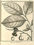 Vouarana guianensis Aublet 1775 pl 374.jpg