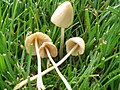 Conocybe apala