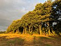 Hoogte der Heide Gasselte