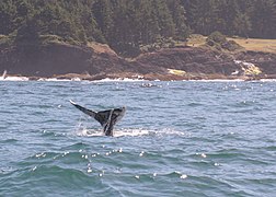7125 whale-watching swingle (8020033539).jpg