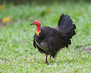 Australian brushturkey, by JJ Harrison