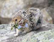 Large-eared pika