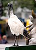 Australian White Ibis