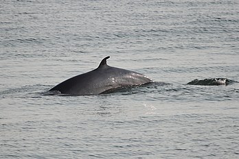Baleine de Minke de l’Atlantique Nord au Cap-de-Bon-Désir (Les Bergeronnes, au Québec). (définition réelle 1 280 × 853)