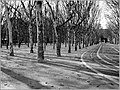 Alberi della piazza