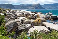 Boulders Beach with some swimmers. In the background, the penguin colony and visitors can be seen