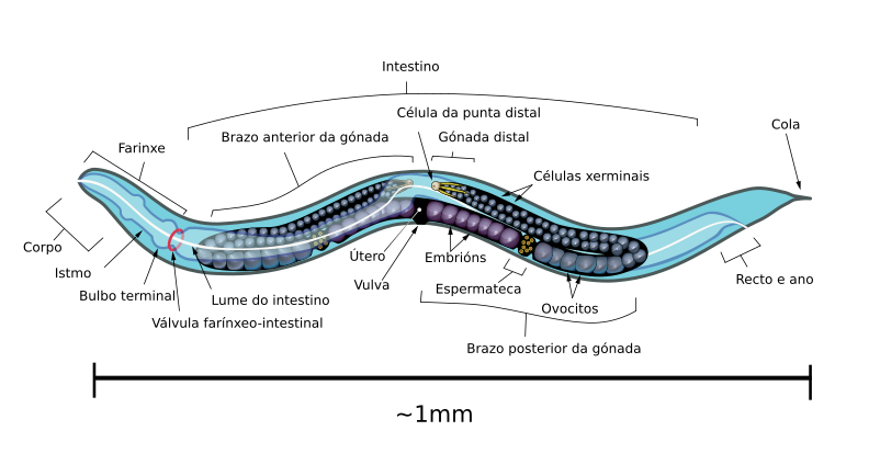 Diagrama anatómico dunha vista lateral esquerda dun verme C. elegans hermafrodita en estado adulto.