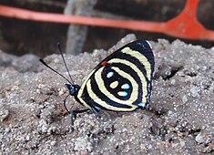 Le Callicore hydaspes est une espèce de lépidoptères (papillons) de la famille des Nymphalidae