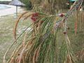 Casuarina equisetifolia (Casuarinaceae) : αρσενικά και θηλυκά άνθη