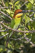 Chestnut-headed bee-eater (Merops leschenaulti) Yala