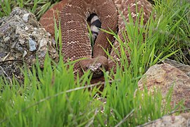 Crotalus ruber 63293275.jpg