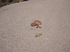 Crotalus ruber male.jpg