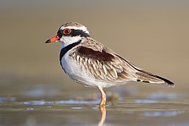 Elseyornis melanops - Chiltern