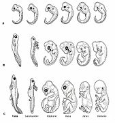 Компарације ембриона.