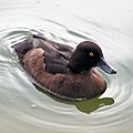 Tufted Duck (female)