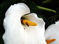 Fiore di calla / Calla lily.