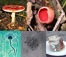 Amanita muscaria (basidiomiceto), Sarcoscypha coccinea (ascomiceto), Rhizopus stolonifer (zigomiceto), Chytridiomycota, Penicillium.