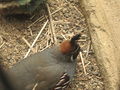 Gambel's Quail