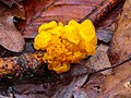 Champignon du genre Peniophora parasité par la Trémelle mésentérique.