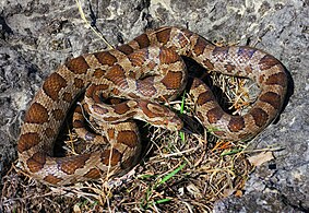 Rắn săn chuột Đại Bình nguyên (Pantherophis emoryi), Missouri