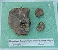 en:Holcodiscus diversecostatus latituberculatus subsp.n., Lower en:Barremian, en:Razgrad, Cr1 1592 at the en:Sofia University "St. Kliment Ohridski" Museum of Paleontology and Historical Geology