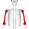 عظم العضد. عرض من الأمام.