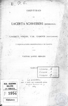 Identidad de Lacerta schreiberi (Bedriaga), 1884? 1885.