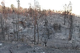 Incendio Valpo 12 abril, zona inicio Camino la Pólvora (13960066042).jpg