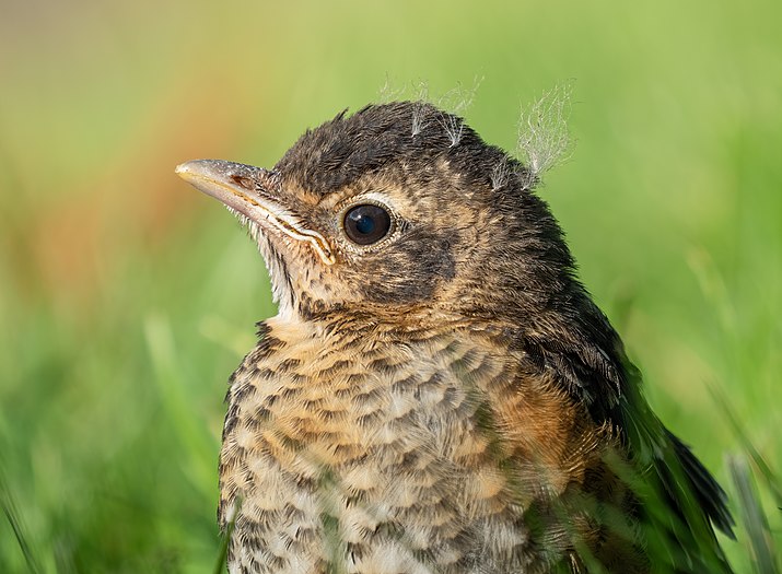 Juvenile robin