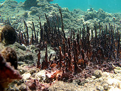 Colonie de Leptolyngbya sp. (Pseudanabaenales).