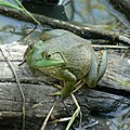 American Bullfrog (Lithobates catesbeianus) at DeSoto National Wildlife Refuge, Nebraska/Iowa