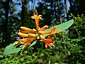 Lonicera ciliosa