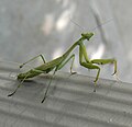 Praying Mantis