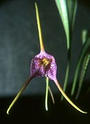 Masdevallia glandulosa