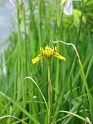 Moraea huttonii