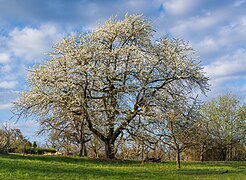 Murr - Wacholderberg - großer Kirschbaum in Blüte.jpg