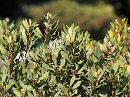 Pajūrinis sotvaras (Myrica gale)