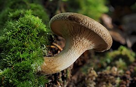 Navadne podvihanke (Paxillus involutus)