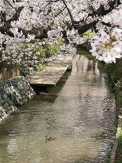 二ヶ領用水・二ヶ領本川 2006年3月29日