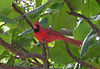 Cardinalis cardinalis