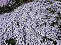 Phlox diffusa