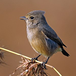 Pied bush chat, by Charlesjsharp