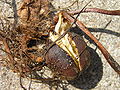 Seedling Białowieża, Poland, 06.2006