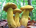 Retiboletus ornatipes