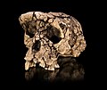 Sahelanthropus tchadensis skull cast