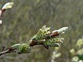 Salix sitchensis