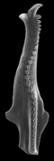 Scolecodont ramphoprion.png