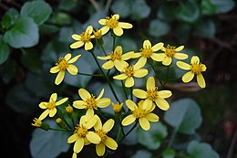 Senecio angulatus