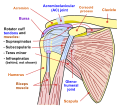 Dijagram ramenskog zgloba čovjeka